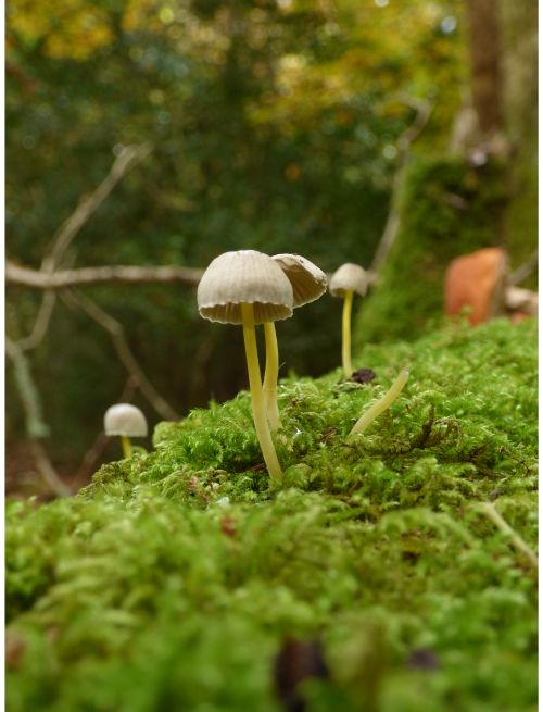 on fallen wood and on buried roots (various species).
